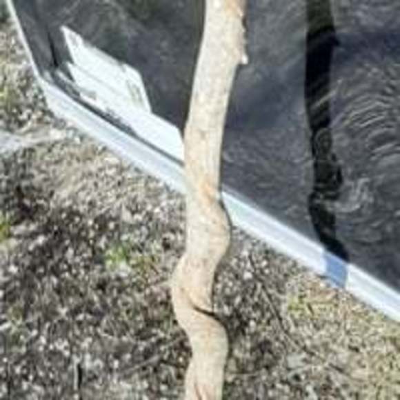 Glass tip handmade walking stick - Picture 2 of 7